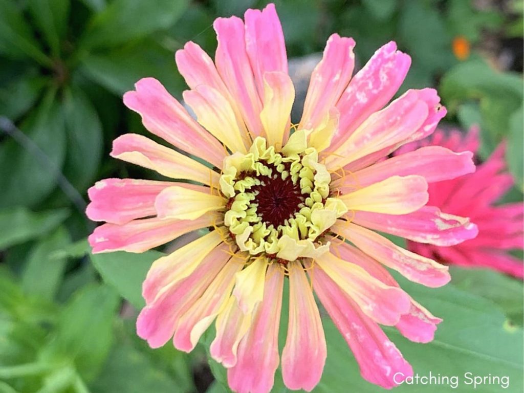 best fall flowers for pollinators and beauty zinnia