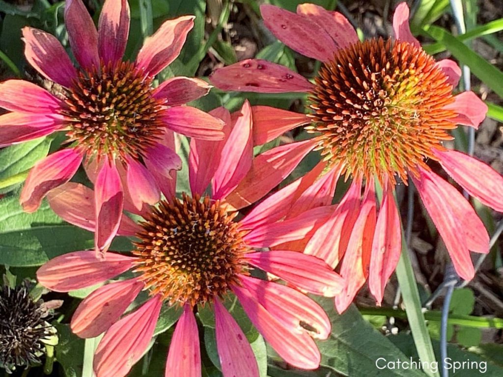 The Complete Guide to growing Echinacea Coneflower from seeds from harvest to flower all about Echinacea