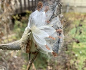 saving seeds from next year from popular flowers milkweed seeds