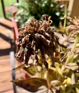 saving seeds from next year from popular flowers zinnia flowerhead