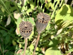 saving seeds from next year from popular flowers poppy seeds