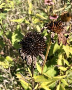 saving seeds from next year from popular flowers Echinacea aka Coneflower seeds