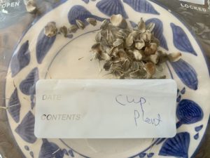 saving seeds from next year from popular flowers cup plant seeds
