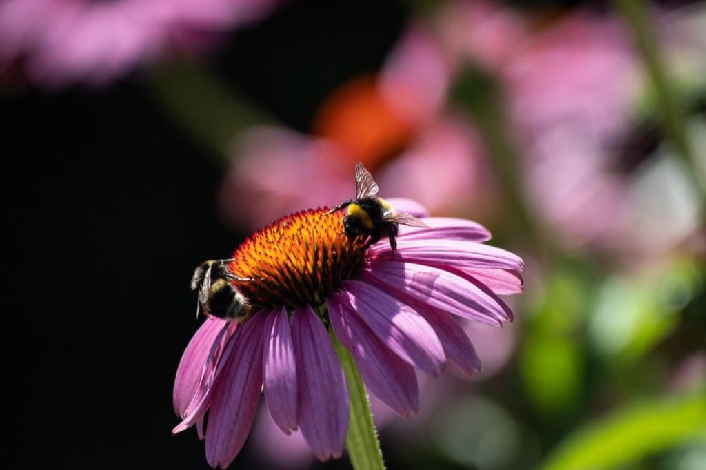 The Complete Guide to growing Echinacea Coneflower from seeds from harvest to flower outdoor care