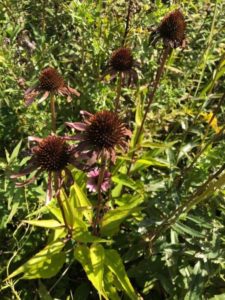 The Complete Guide to growing Echinacea Coneflower from seeds from harvest to flower