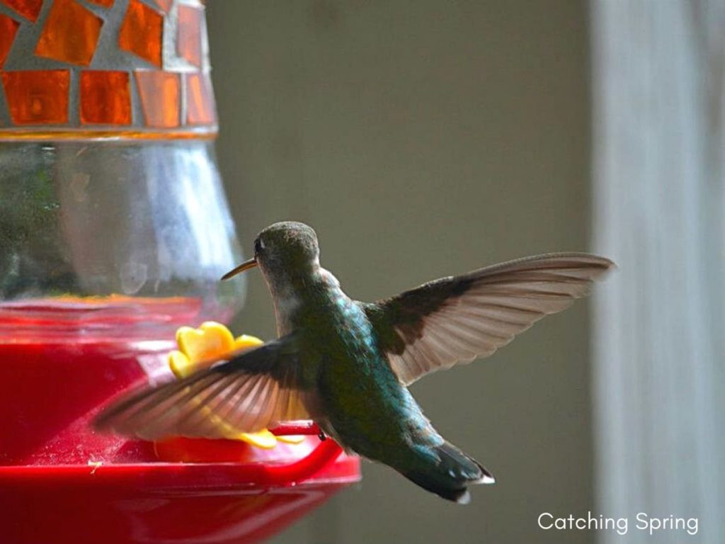 Fascinating things to know about migrating hummingbirds how long to keep the feeders up