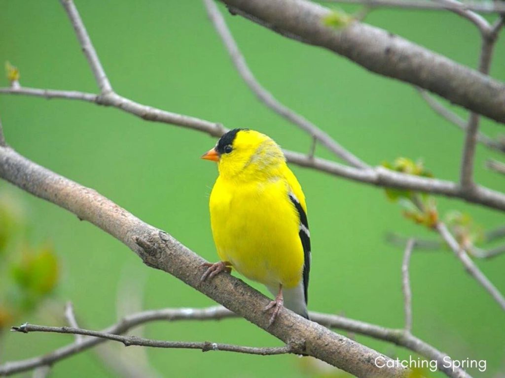 September Gardening Amazing things to watch for gardening by month American Goldfinch activity