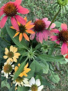 The Complete Guide to growing Echinacea Coneflower from seeds from harvest to flower varieties