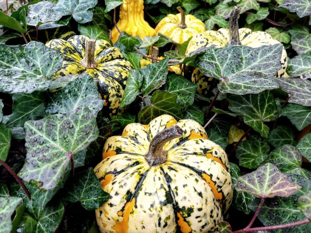 September Gardening Amazing things to watch for gardening by month fall harvest
