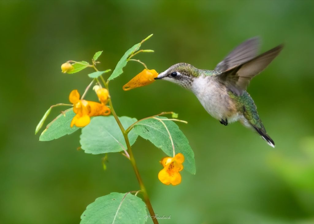 September Gardening Amazing things to watch for gardening by month lots of hummingbirds