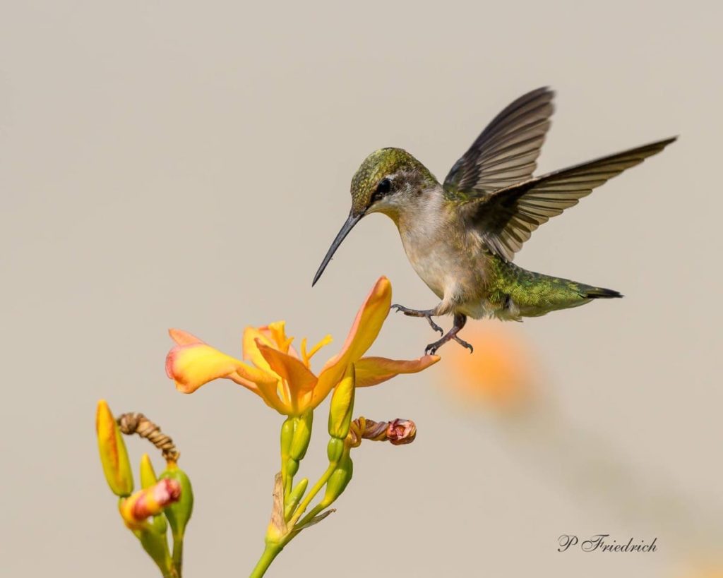 Fascinating things to know about migrating hummingbirds fun facts about hummingbirds