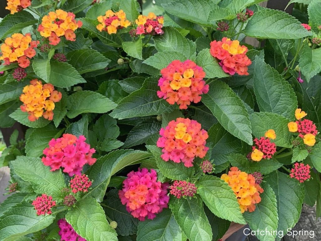 saving seeds from next year from popular flowers lantana