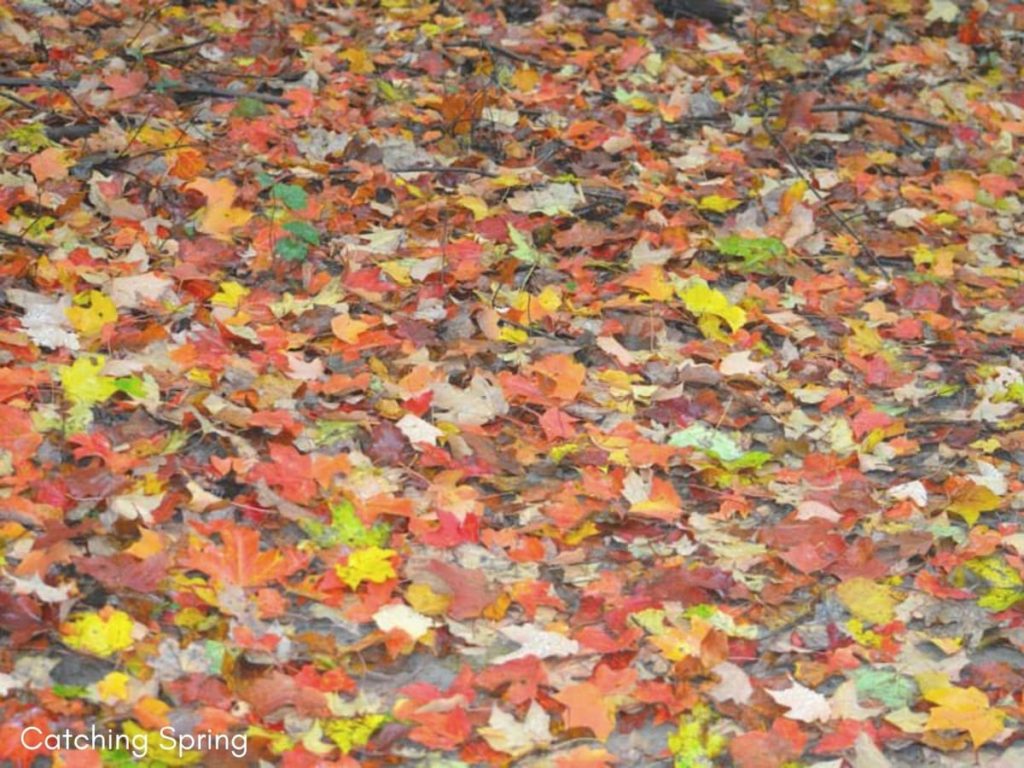 fall garden prep essential things you DON'T want to do and why remove all the fallen leaves