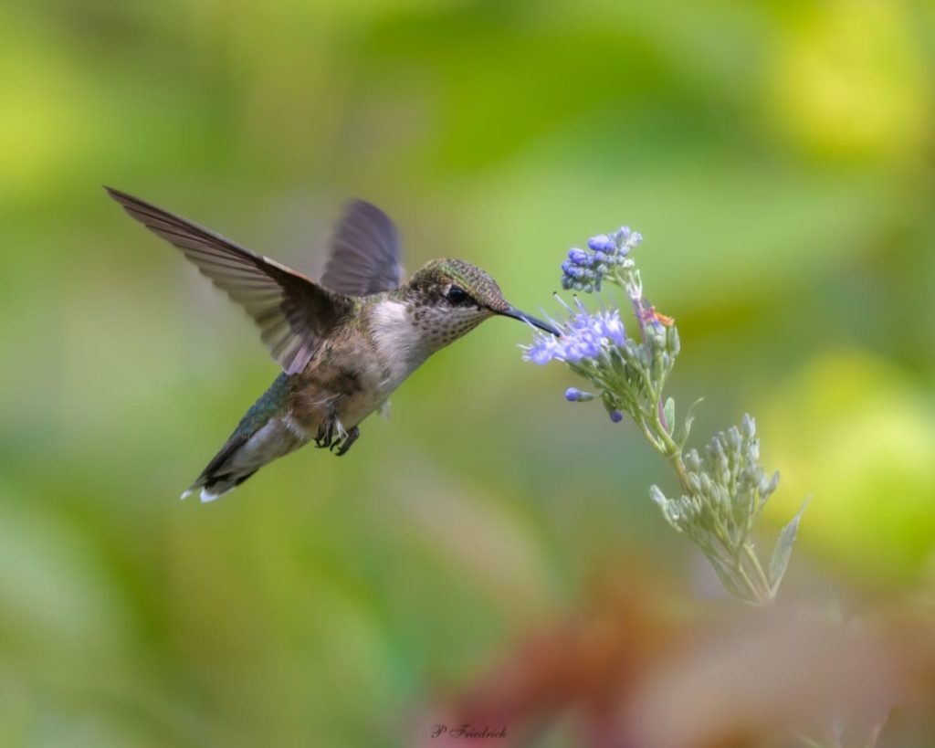 Fascinating things to know about migrating hummingbirds how far do they migrate