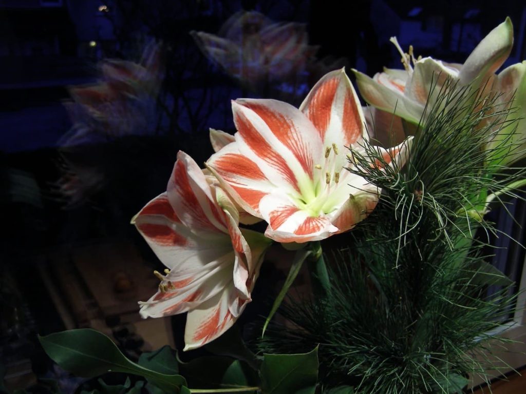storing tender bulbs 7 helpful tips to successfully overwinter overwintering as house plants
