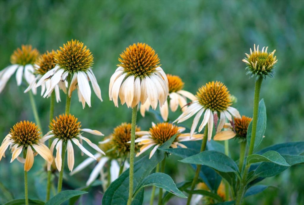 The Complete Guide to growing Echinacea Coneflower from seeds from harvest to flower when to plant Echinacea seeds