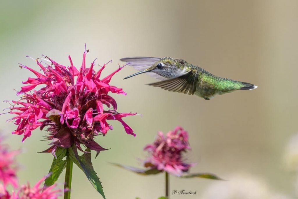 Fascinating things to know about migrating hummingbirds do they really prefer red