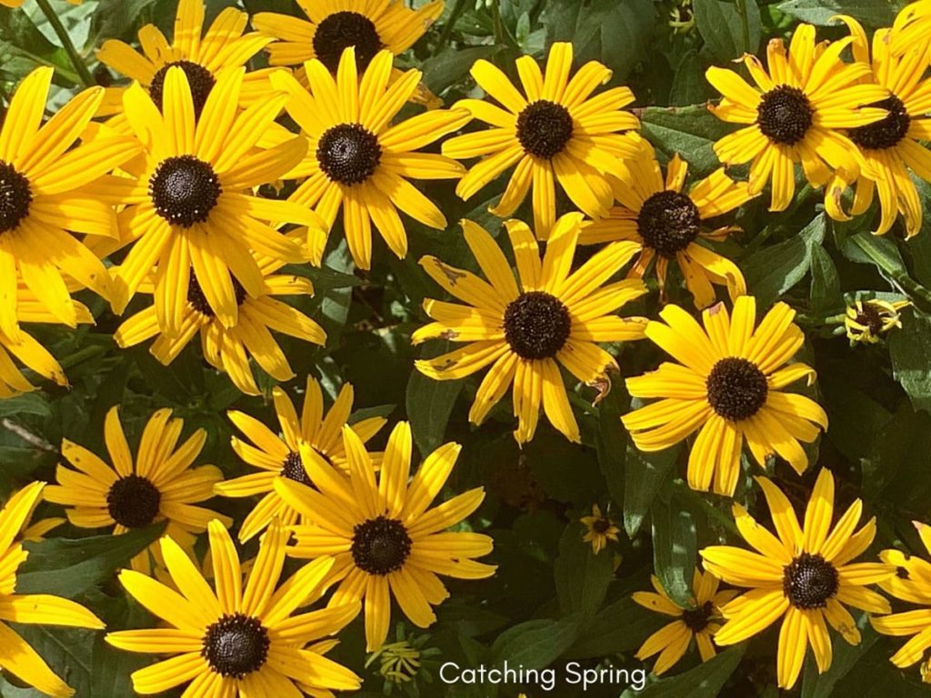 saving seeds from next year from popular flowers rudbeckia