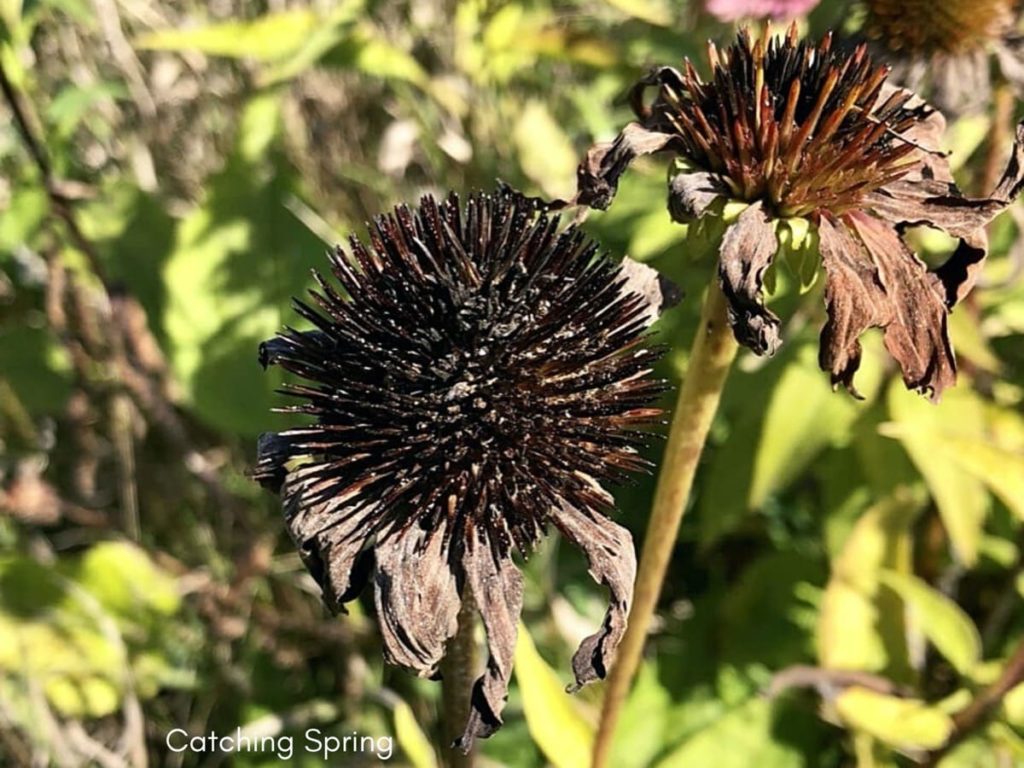 The Complete Guide to growing Echinacea Coneflower from seeds from harvest to flower when to collect seeds