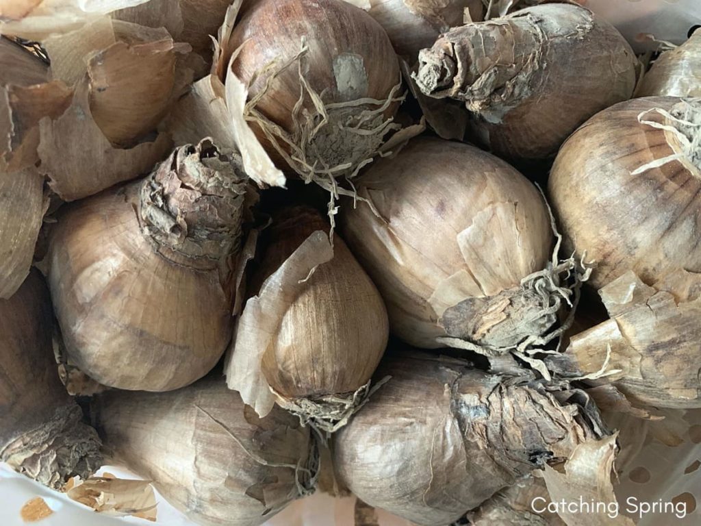 storing tender bulbs 7 helpful tips to successfully overwinter how to store tender bulbs