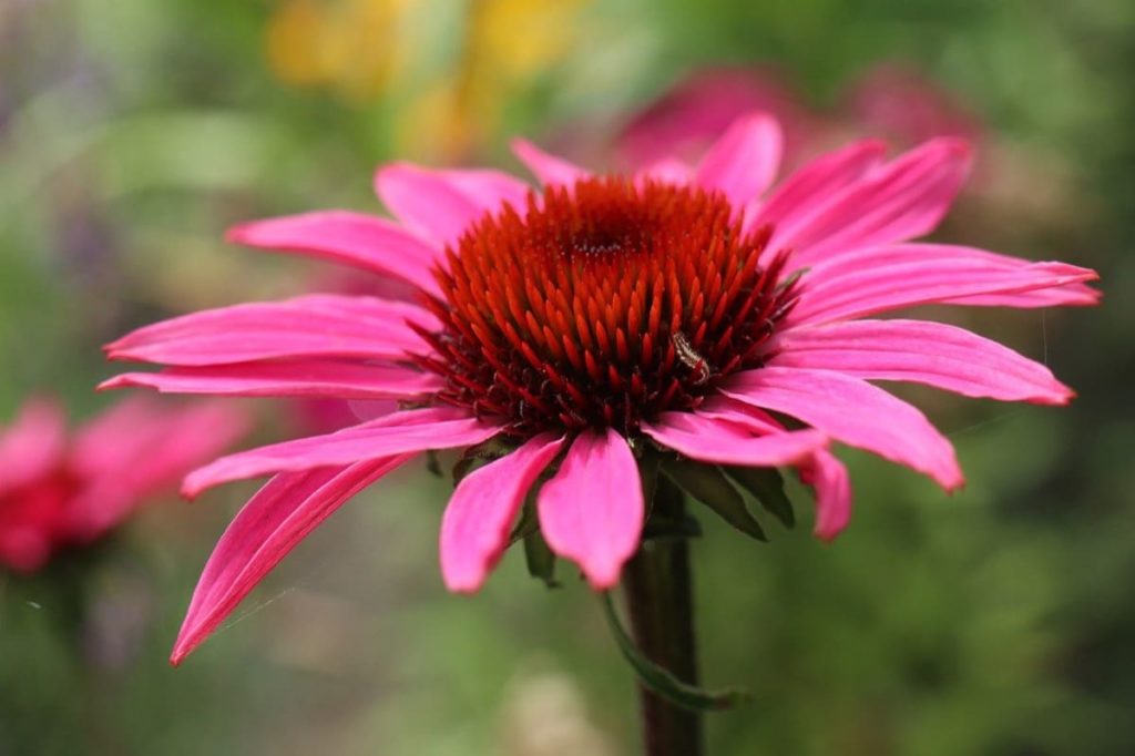 The Complete Guide to growing Echinacea Coneflower from seeds from harvest to flower cold-stratification