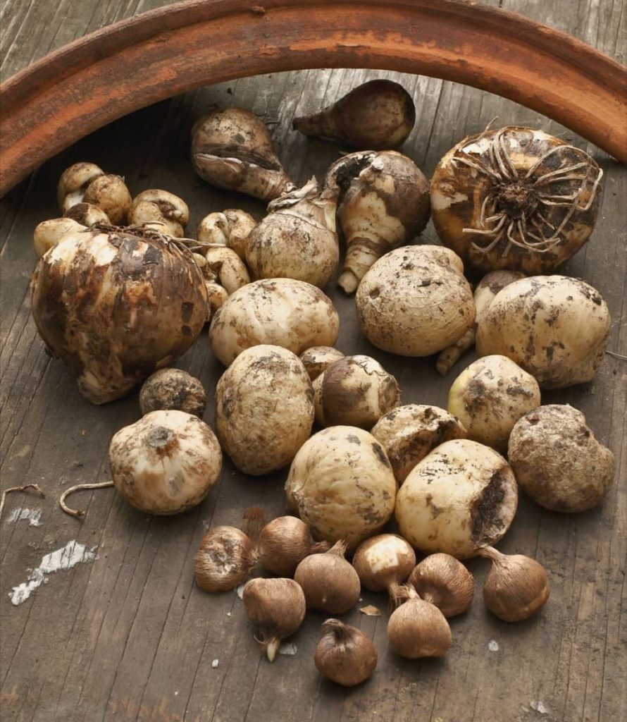 storing tender bulbs 7 helpful tips to successfully overwinter troubleshooting stored bulbs