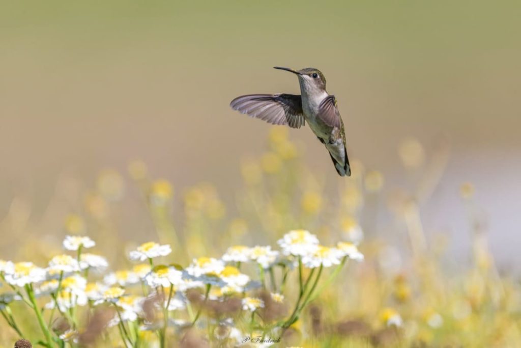 Fascinating things to know about migrating hummingbirds how to keep the wasps away