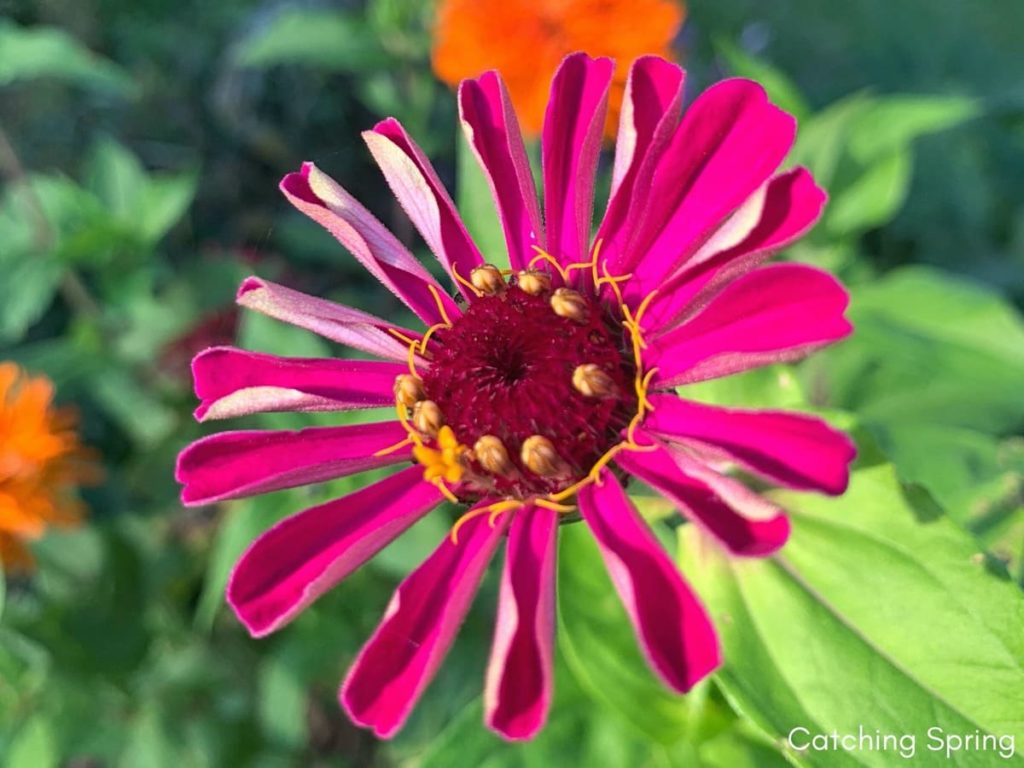 saving seeds from next year from popular flowers zinnia