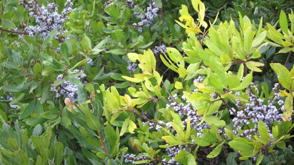top 10 fall berry bushes northern bayberry