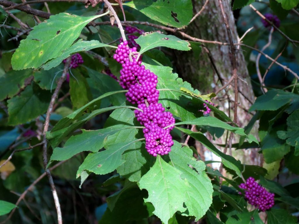 top 10 fall berry bushes American beautyberry