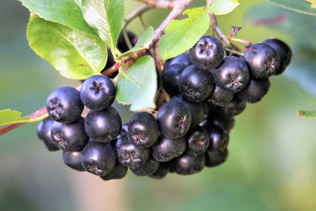 top 10 fall berry bushes chokeberry