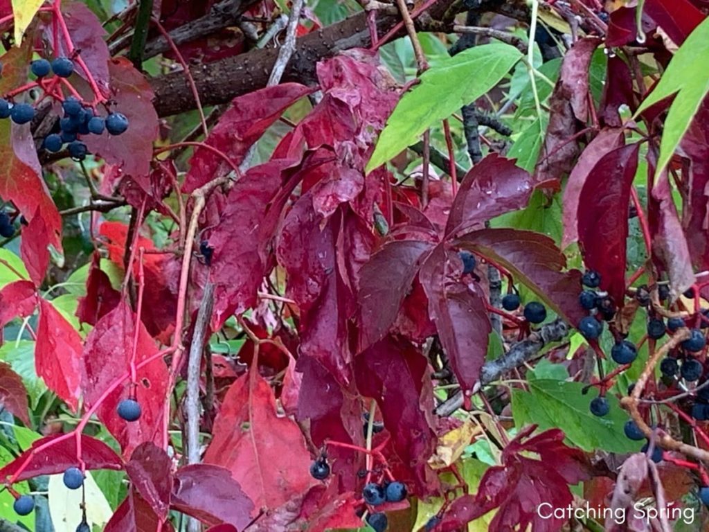 top 10 fall berry bushes Virginia creeper