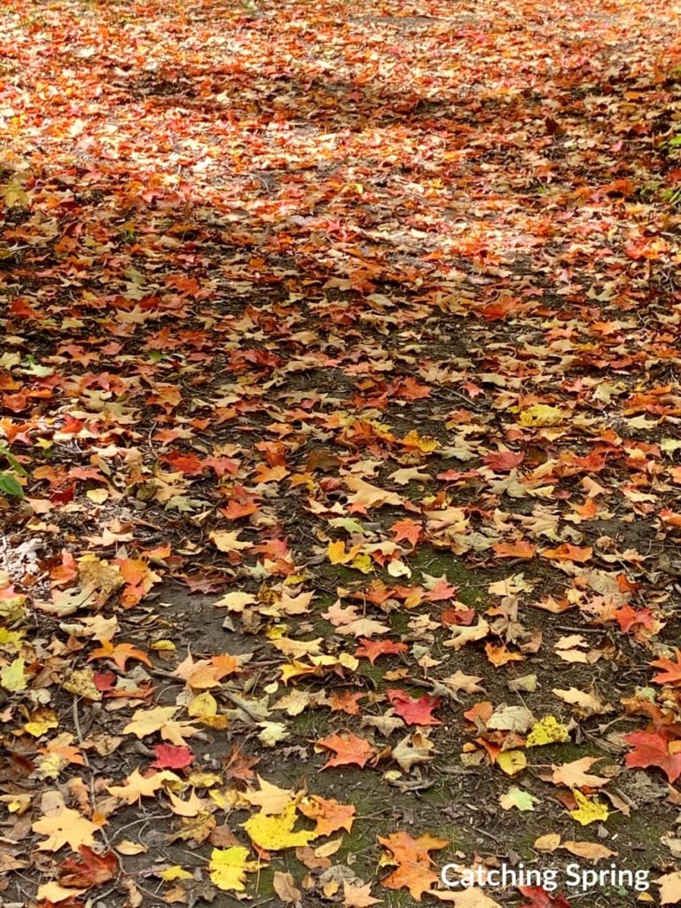 October Michigan gardening checklist 2020 don't rake the leaves