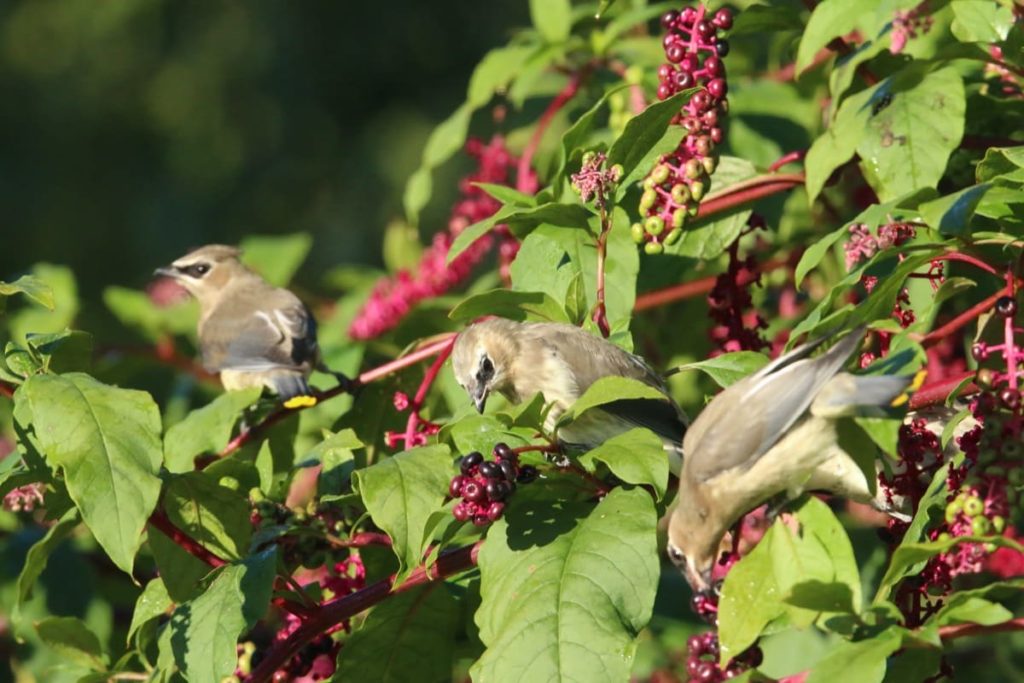 top 10 fall berry bushes pokeweed