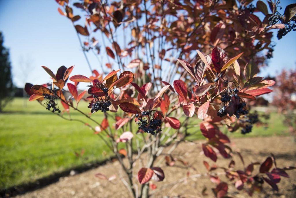 top 10 fall berry bushes possumhaw viburnum