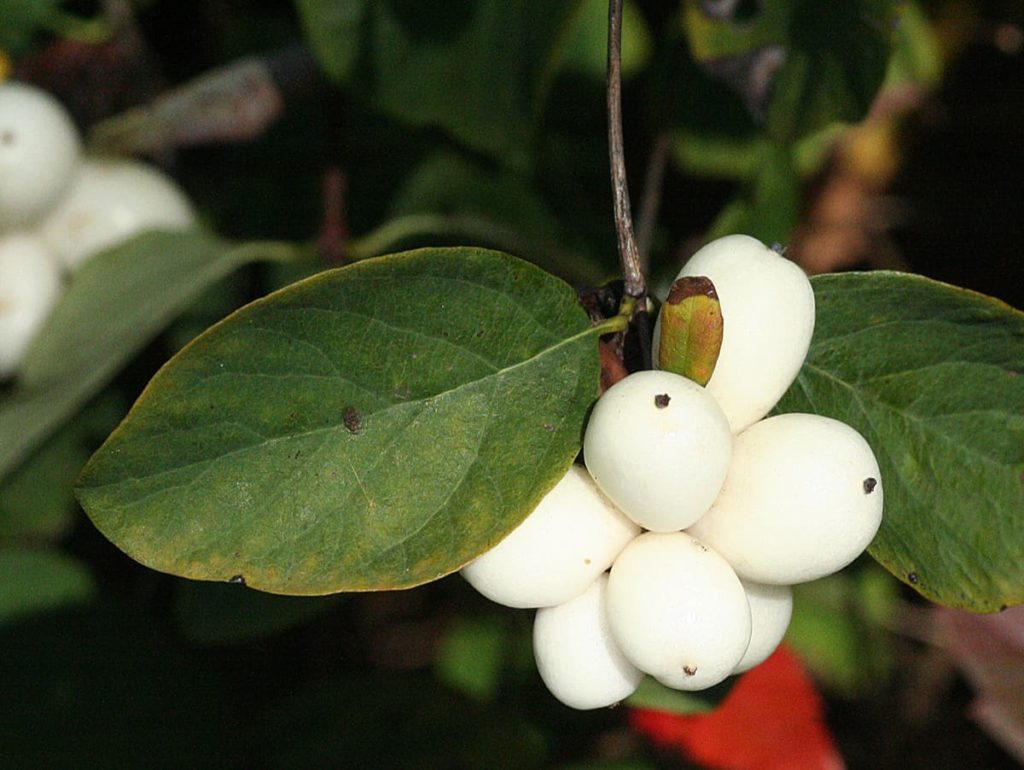 top 10 fall berry bushes snowberry