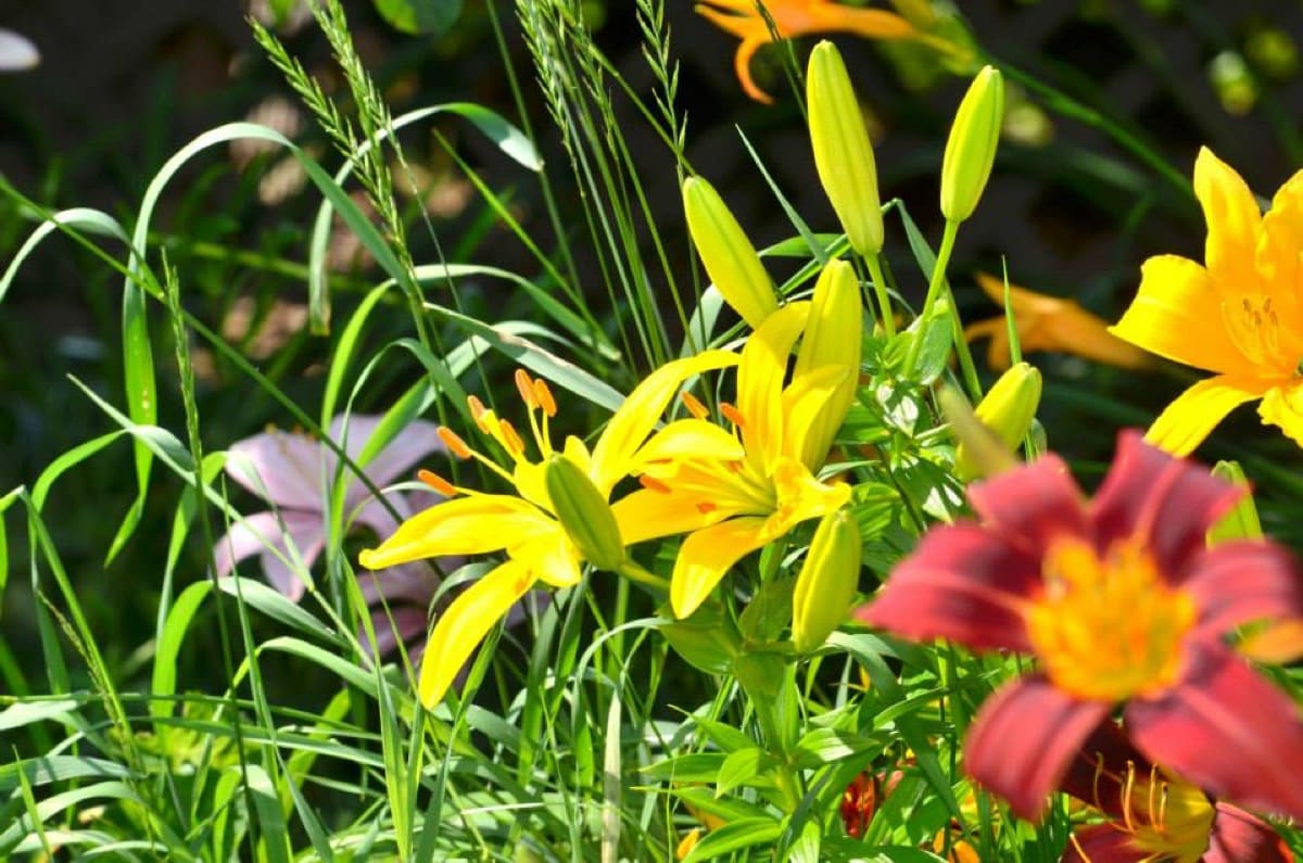 6 questions to ask yourself for a successful garden next year