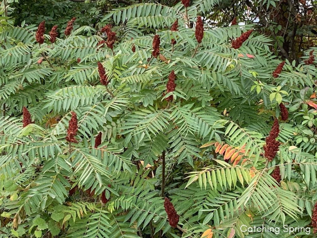 top 10 fall berry bushes staghorn sumac