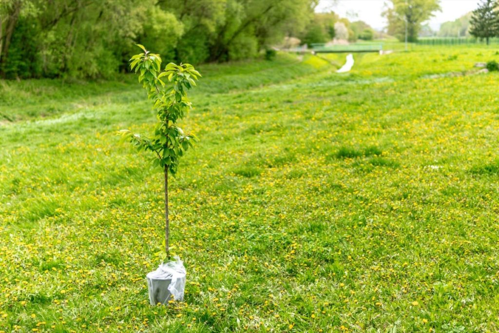 October Michigan gardening checklist 2020 transplant trees or bushes