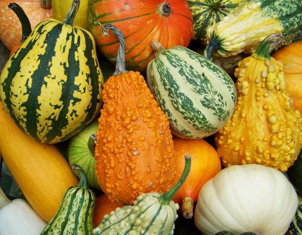 October Michigan gardening checklist 2020 harvest fall vegetables