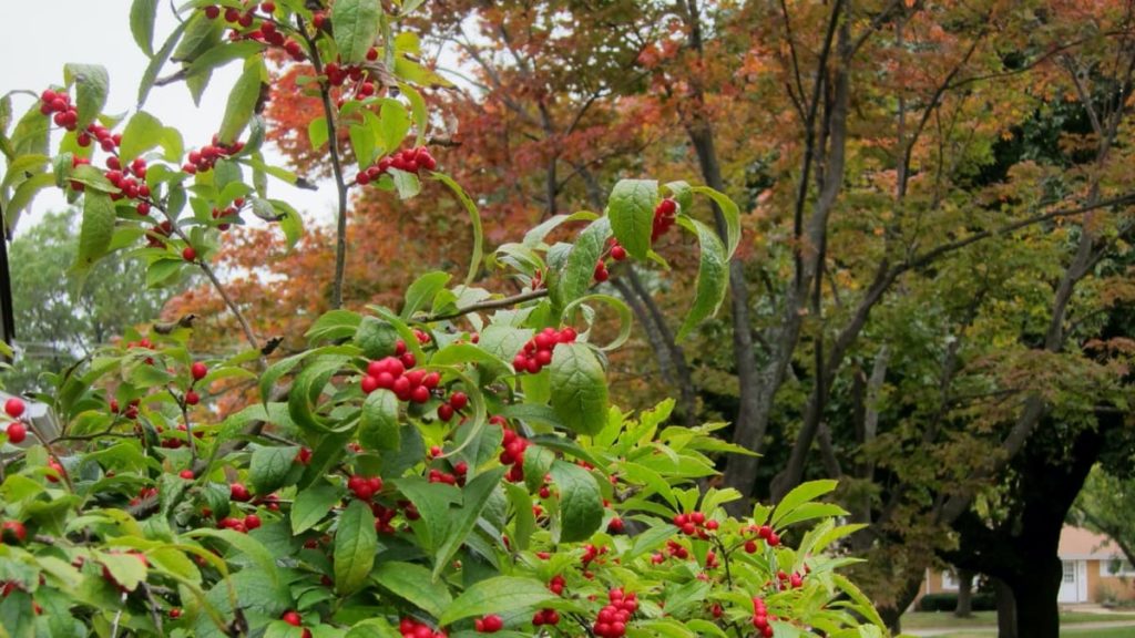 top 10 fall berry bushes winterberry holly
