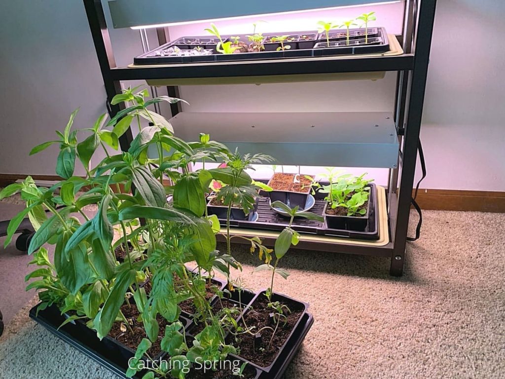 7 ways to truly prevent leggy seedlings they're getting too much fertilizer