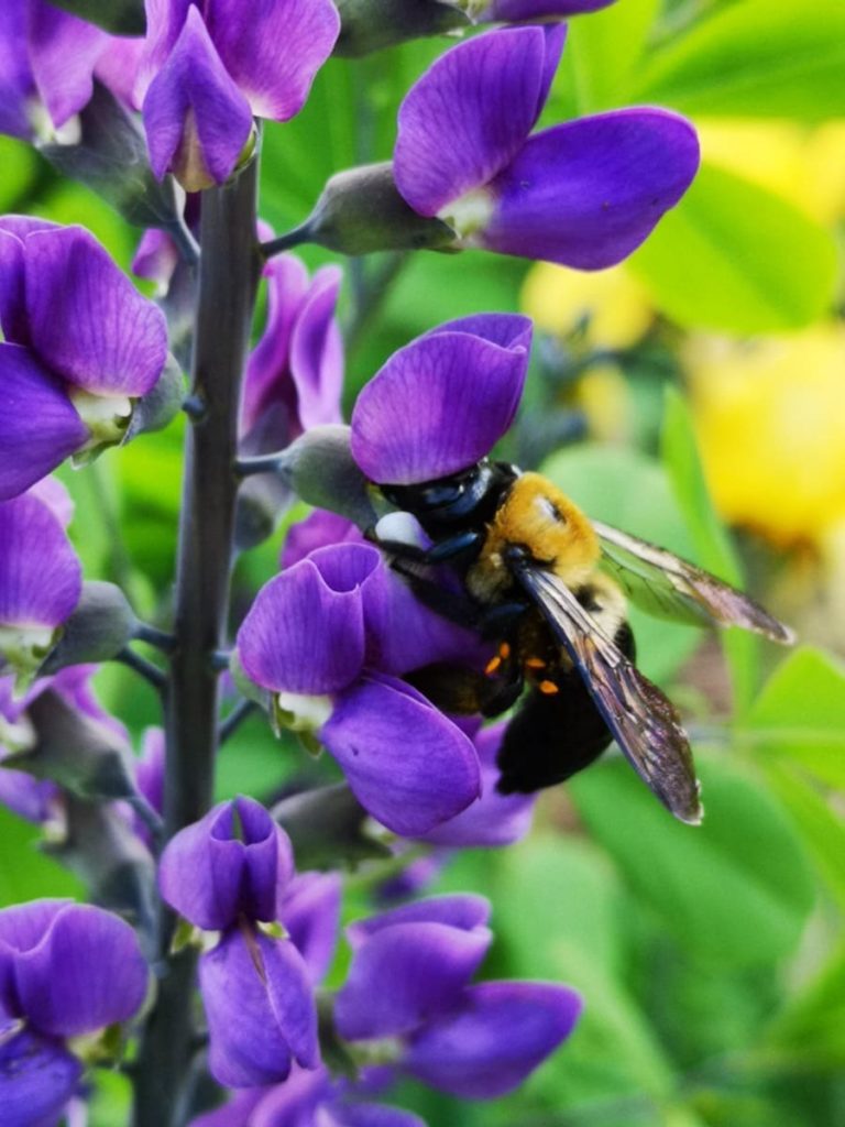 15 uncommon perennials you need in your garden right now Baptisia