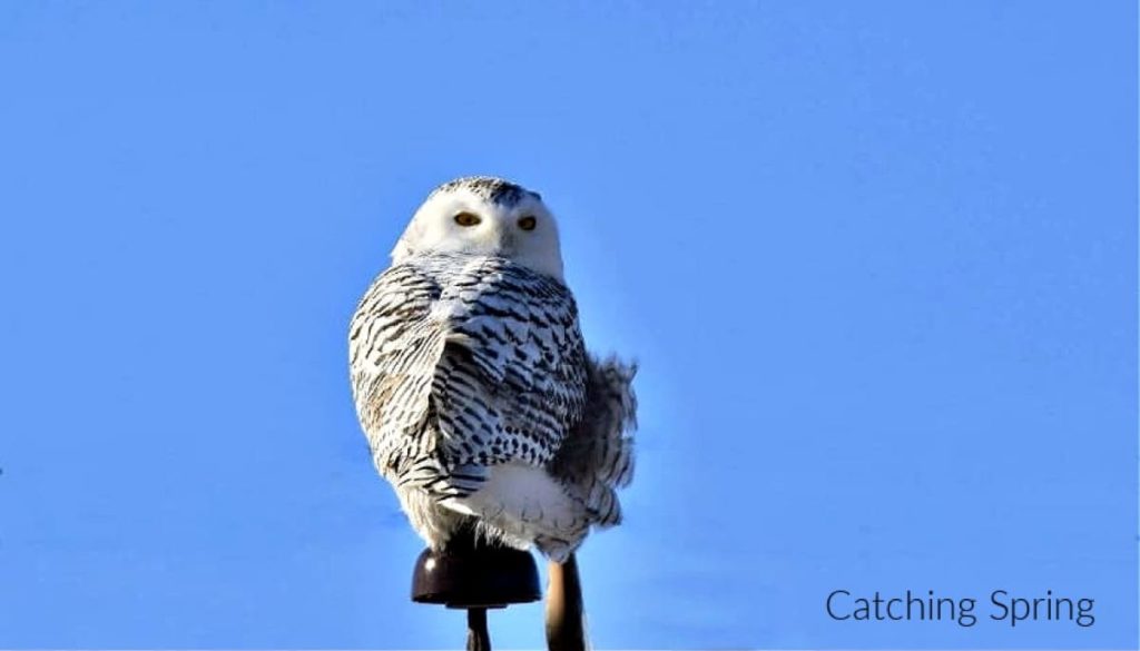 birding etiquette - top 14 list of what not to do NEVER make a bird fly so you can photograph it