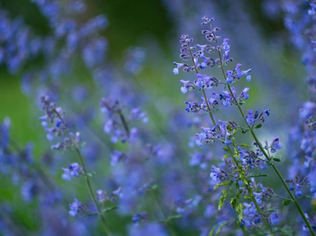 15 uncommon perennials you need in your garden right now catmint