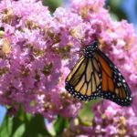 create a perfect certified Monarch waystation in 7 expert tips