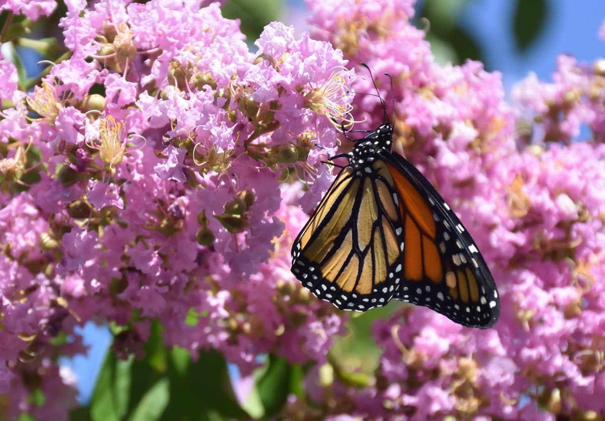 create a perfect certified Monarch waystation in 7 expert tips