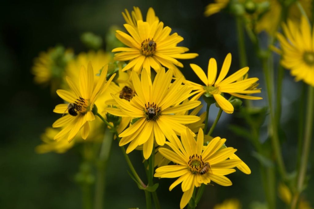15 uncommon perennials you need in your garden right now cup plant