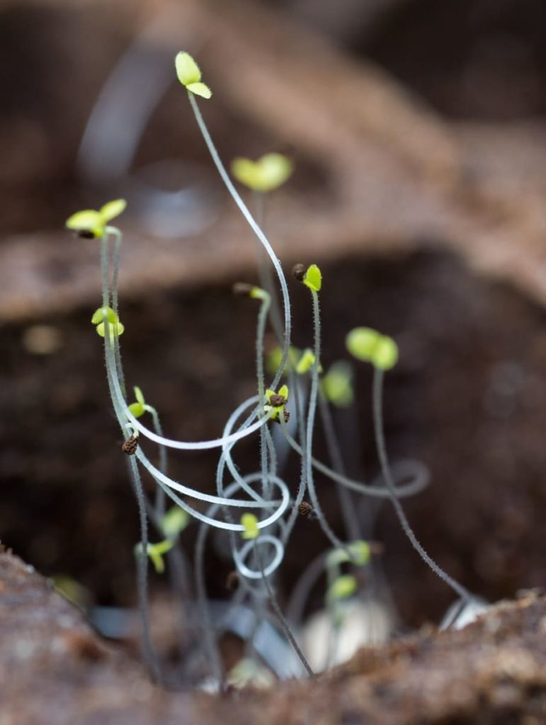 7 ways to truly prevent leggy seedlings lack of air movement