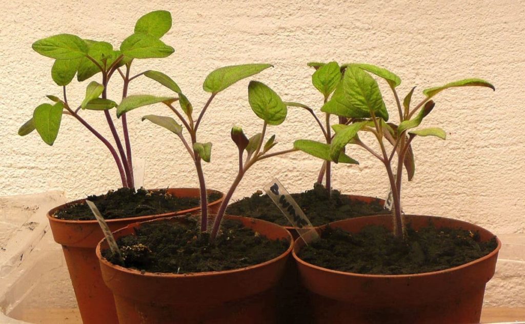 Beginner's guide to starting seed indoors 9 easy steps how to harden off seedlings